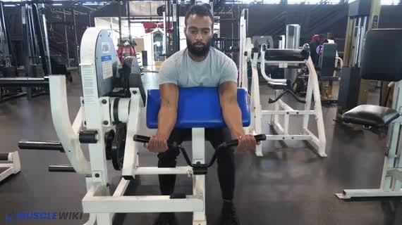 坐姿杠片加载牧师凳弯举机